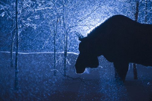 Silhouette of a moose in a snowstorm, Anchorage, Southcentral Alaska PosterPrint - Item # VARDPI12250938