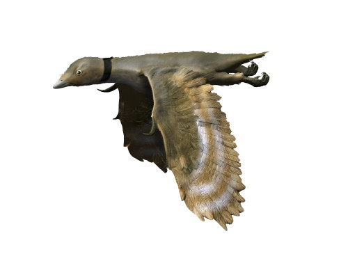 Iberomesornis romerali, Early Cretaceous of Spain Poster Print - Item # VARPSTNBT600049P
