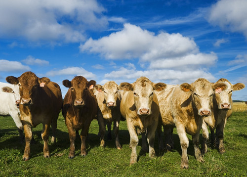 Herd of beef cattle; Tiger Hills, Manitoba, Canada PosterPrint - Item # VARDPI2324906