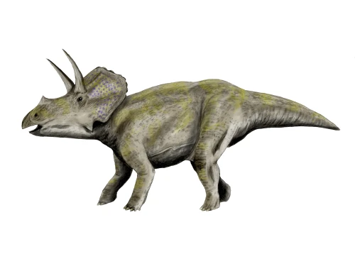 Eotriceratops dinosaur, white background Poster Print