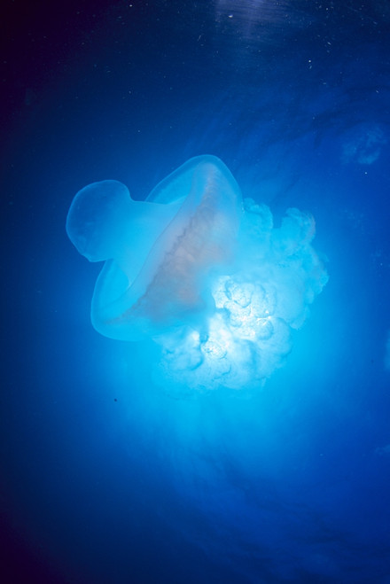Australia, Jellyfish Illuminated By Sunburst A88J PosterPrint - Item # VARDPI1996889