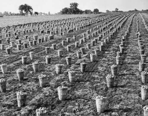 Buckets of onions in a field  Evanston  Illinois  USA Poster Print - Item # VARSAL25530198
