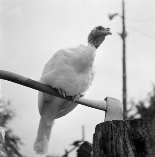 Close up of turkey perching on axe Poster Print - Item # VARSAL255423201