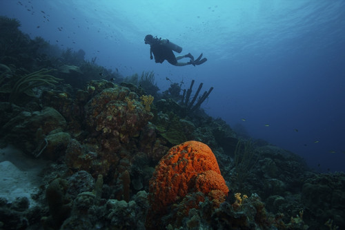 Scuba diver swimming underwater amongst sea sponges, Bonaire, Caribbean Netherlands Poster Print - Item # VARPSTTMO400005U