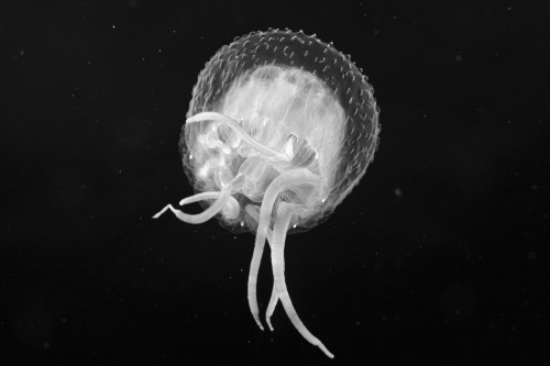 USA, view from below; Hawaii, Jellyfish floating in Pacific Ocean PosterPrint - Item # VARDPI1982766