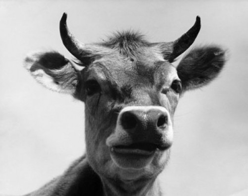 Close-up of a cow Poster Print - Item # VARSAL2553993A