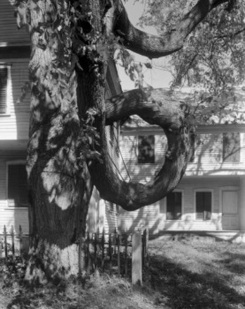 USA  Maine  Fryeburg  The Doughnut Tree Poster Print - Item # VARSAL255424184