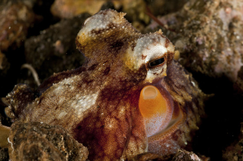Brown, orange and white octopus, Lembeh Strait, Bitung, North Sulawesi, Indonesia Poster Print - Item # VARPSTMME400015U