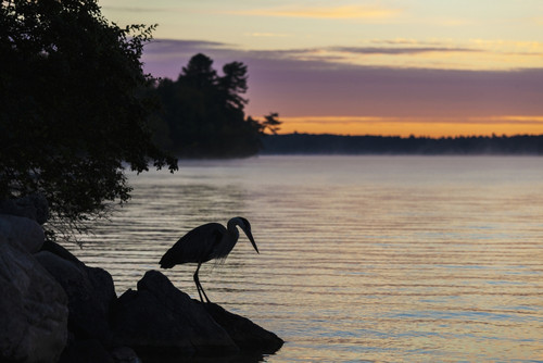 Blue heron by Balsam Lake at sunrise; Ontario, Canada PosterPrint - Item # VARDPI12286477