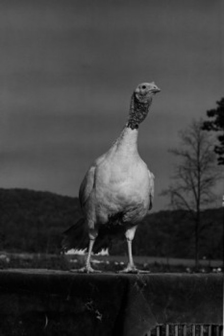 Turkey on coop Poster Print - Item # VARSAL255423911