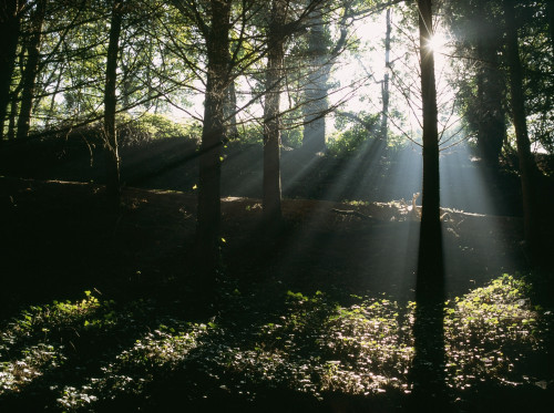 Sun Shining Through The Trees. PosterPrint - Item # VARDPI1880785