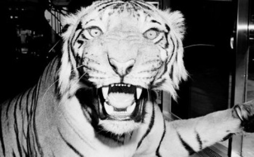 Tiger's head Poster Print - Item # VARSAL255422072