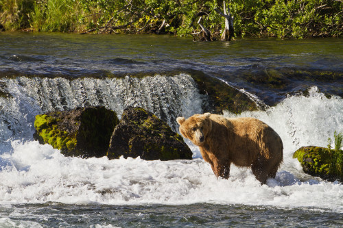 Brown bear (Ursus arctos) standing in rapids below Brooks Falls while fishing for Sockeye salmon, Katmai National Park and Preserve, Southwest Alaska PosterPrint - Item # VARDPI12300681