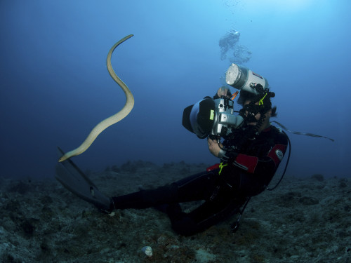 Diver and sea snake, Great Barrier Reef, Queensland, Australia Poster Print - Item # VARPSTMME400047U