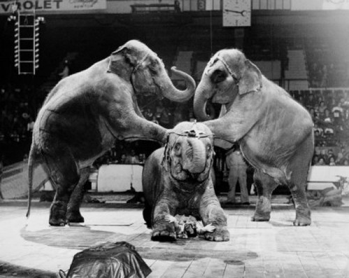 Three elephants performing in a circus Poster Print - Item # VARSAL2558077