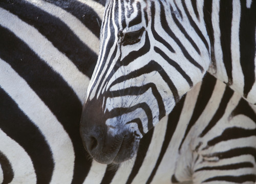 Zebras Face And Mid Body, Close Up PosterPrint - Item # VARDPI1886287