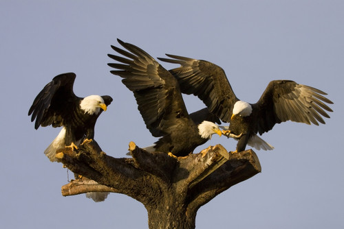 Group Of Perched Bald Eagles Fighting Over Fish,/Nnear Homer, Alaska, Kenai Peninsula, Winter PosterPrint - Item # VARDPI2152634