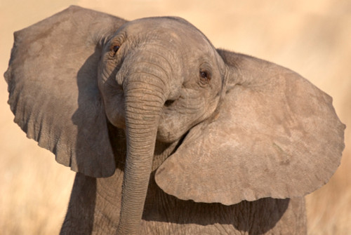 African elephant calf at play, Samburu National Reserve, Kenya Poster Print - Item # VARPPI89939