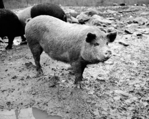 Pig standing in mud Poster Print - Item # VARSAL25525908
