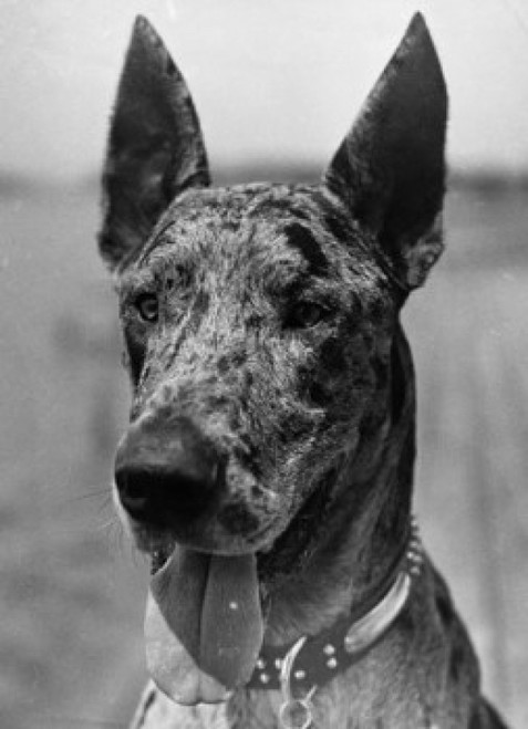 Close-up of a Great Dane panting Poster Print - Item # VARSAL9901608