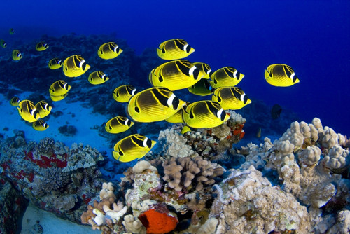 USA, School of Raccoon Butterflyfish (Chaetodon Lunula); Hawaii PosterPrint - Item # VARDPI1978032