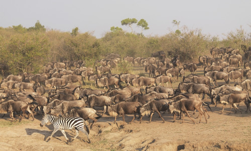 Wildebeest And Zebra, Kenya, Africa PosterPrint - Item # VARDPI1865584