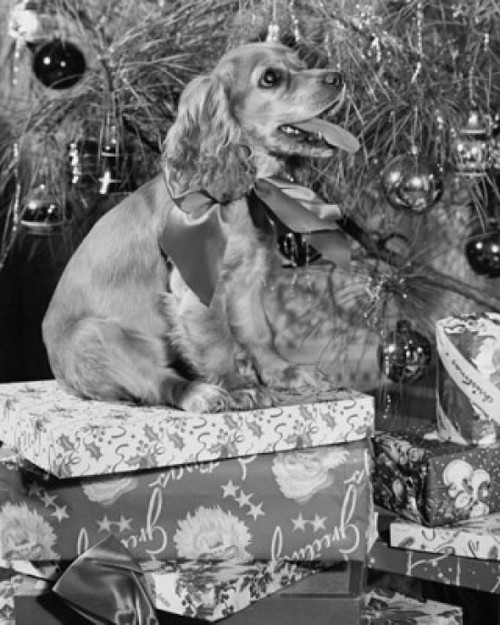 Side profile of a dog sitting on a Christmas presents Poster Print - Item # VARSAL25535697