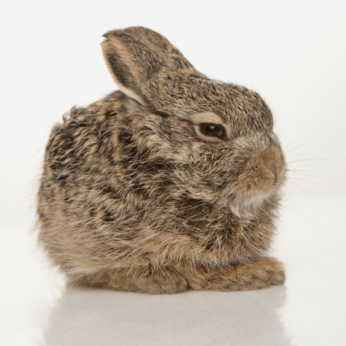 Baby Rabbit PosterPrint - Item # VARDPI1847108