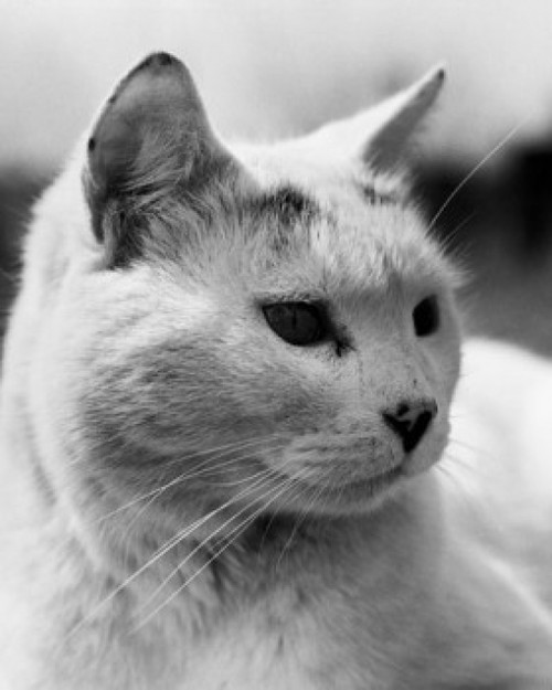 Close-up of a cat looking sideways Poster Print - Item # VARSAL25524950