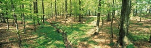 Beech Forest Poster Print by Panoramic Images (37 x 12) - Item # PPI69878