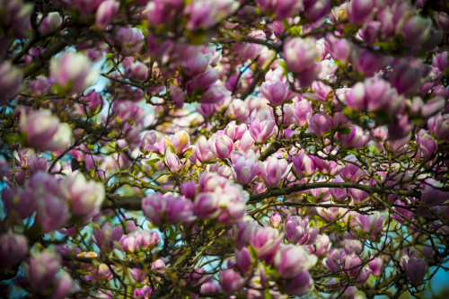 Beautiful pink magnolias blossoming; Ascona, Ticino, Switzerland PosterPrint - Item # VARDPI2431358