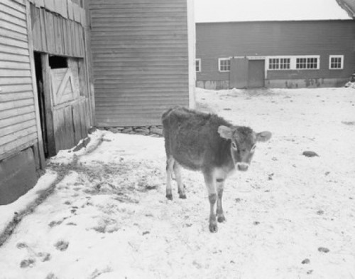 USA  Vermont  Calf in snow covered barn yard Poster Print - Item # VARSAL255421429