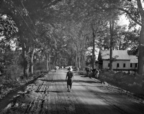 USA  Maine  Fryeburg  Farmer with cows on road Poster Print - Item # VARSAL255424185