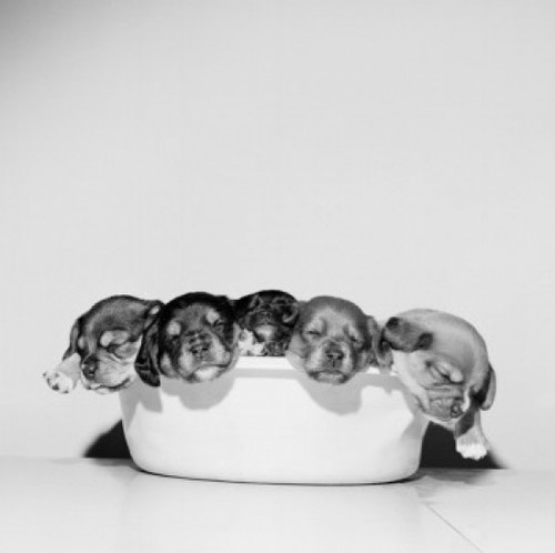 Studio portrait of sleeping puppies in tub Poster Print - Item # VARSAL255420639