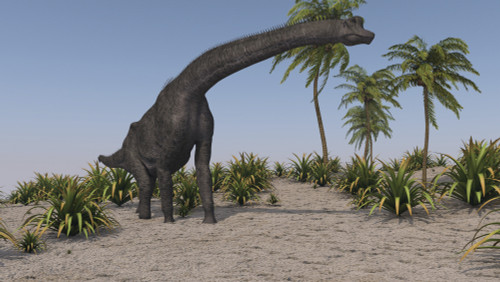 Large Brachiosaurus grazing Poster Print - Item # VARPSTKVA600521P