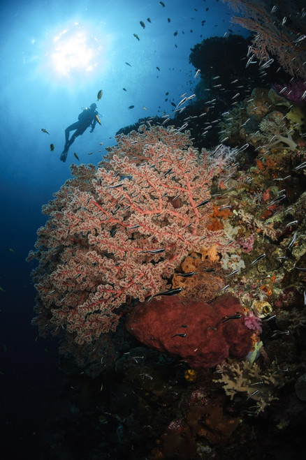 Diver over soft coral seascape, Indonesia Poster Print
