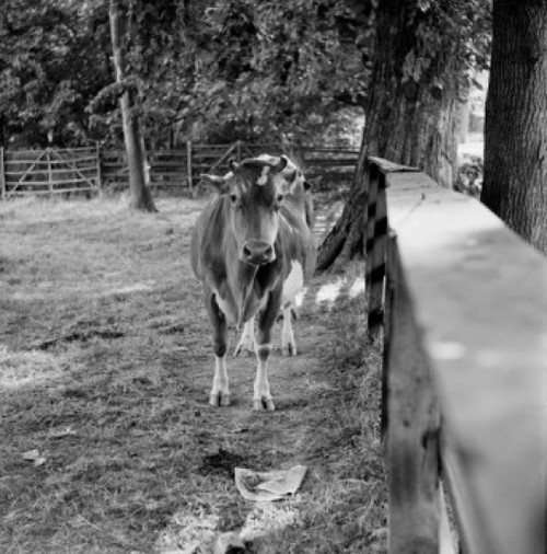 Dairy cow in pasture Poster Print