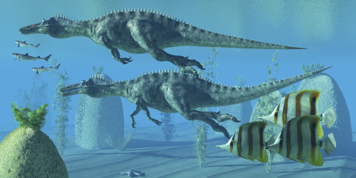 Two Suchomimus dinosaurs dive and search for big fish prey to capture and eat Poster Print - Item # VARPSTCFR200095P