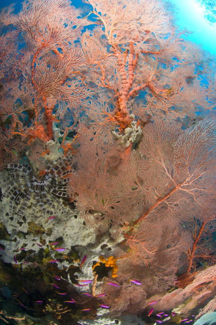 Colourful sea fan with crinoid, Restorf Island, Kimbe Bay, Papua New Guinea Poster Print - Item # VARPSTSJN400102U