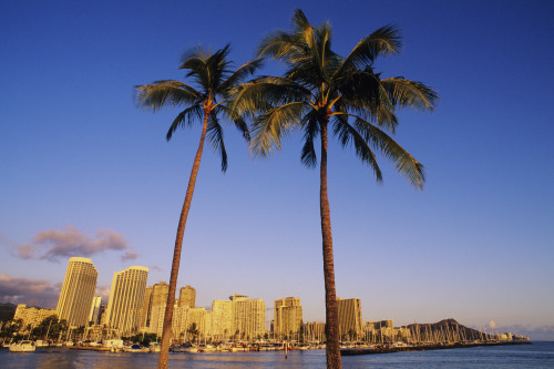 USA, Hawaii, Oahu, Honolulu, Plam trees and Waikiki shoreline; Waikiki PosterPrint - Item # VARDPI1982050