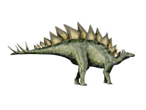 Stegosaurus dinosaur, white background Poster Print