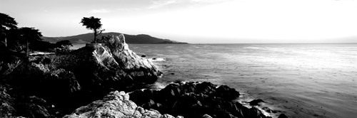 Silhouette of Lone Cypress Tree at a coast, 17-Mile Drive, Carmel, Monterey County, California, USA Poster Print - Item # VARPPI172561