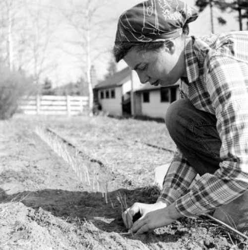 Woman working in garden Poster Print - Item # VARSAL255418700