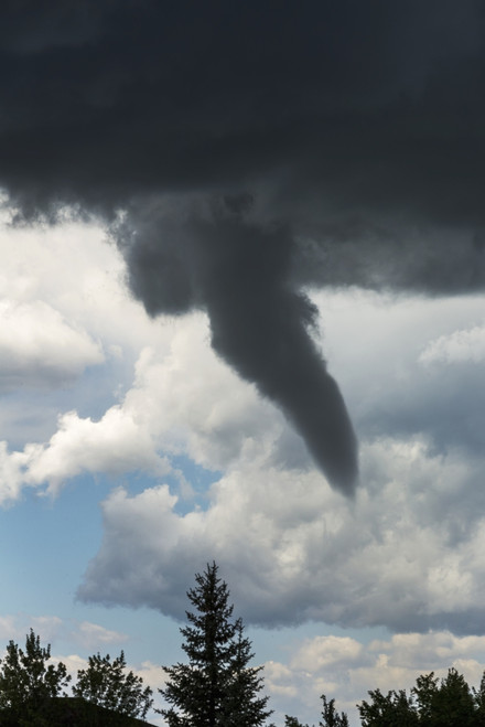 Dramatic funnel cloud created in dark storm clouds with silhouetted evergreen trees; Calgary, Alberta, Canada PosterPrint - Item # VARDPI12285201