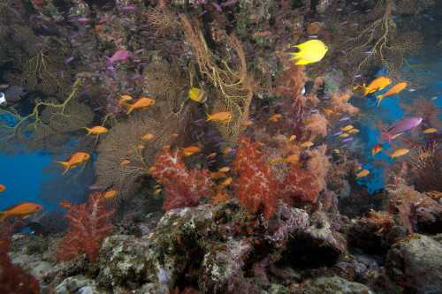 Schooling scalefin anthias fish and beautiful soft corals of Beqa Lagoon, Fiji Poster Print - Item # VARPSTTMO400429U