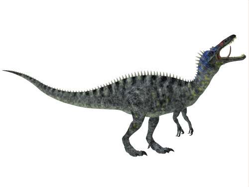 Suchomimus was a large spinosaurid dinosaur with a crocodilian-like set of jaws. It lived during the Cretaceous Period in Africa, when the Sahara was a lush swampy habitat Poster Print - Item # VARPSTCFR200158P