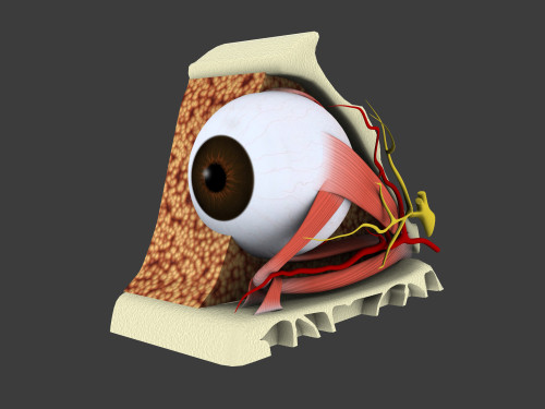 Conceptual image of human eye anatomy Poster Print - Item # VARPSTSTK700657H