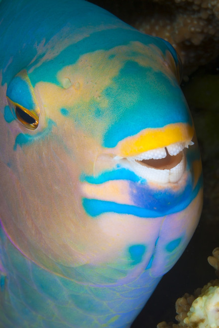 A close up look at night of a sleeping three color parrotfish (Scarus tricolor); Fiji PosterPrint - Item # VARDPI12254720
