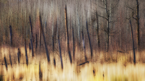 Painting of leafless trees in a forest; Alberta, Canada PosterPrint - Item # VARDPI12290319