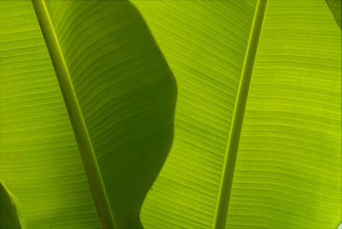 Banana Leaves Detail, Close-Up B1632 PosterPrint - Item # VARDPI1998878
